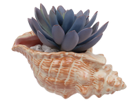 CONCH SHELL PLANTER